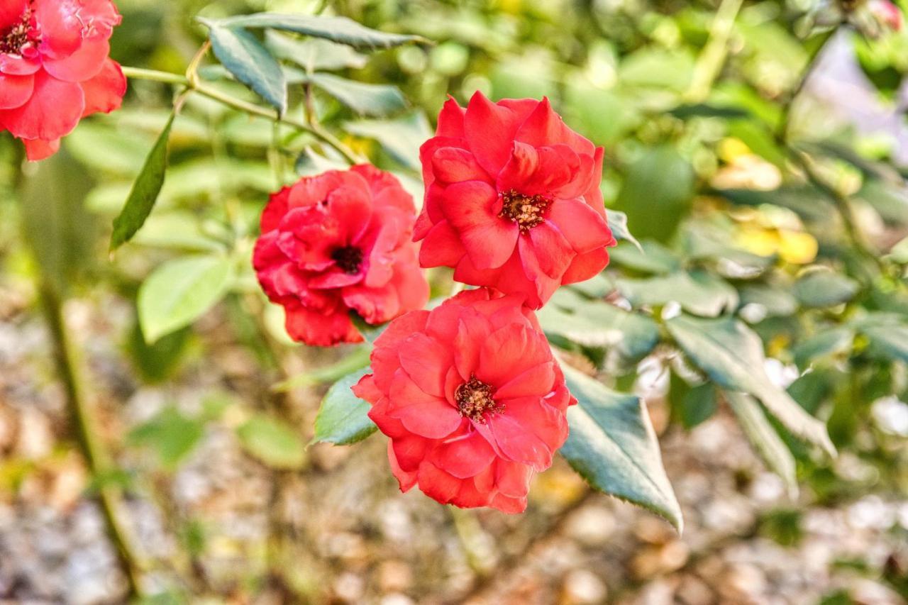 ホテル Giardino Dei Lenti バーリ エクステリア 写真